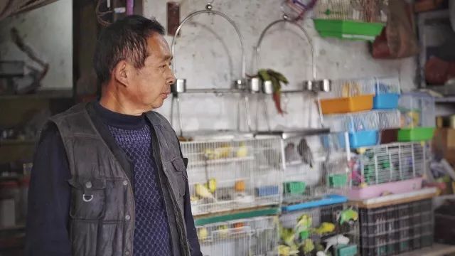 郑州北闸口：有花鸟鱼宠古玩旧物及郑州人的故事