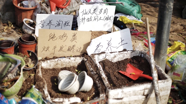 郑州北闸口：有花鸟鱼宠古玩旧物及郑州人的故事
